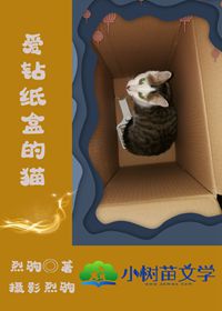 爱钻纸盒的猫